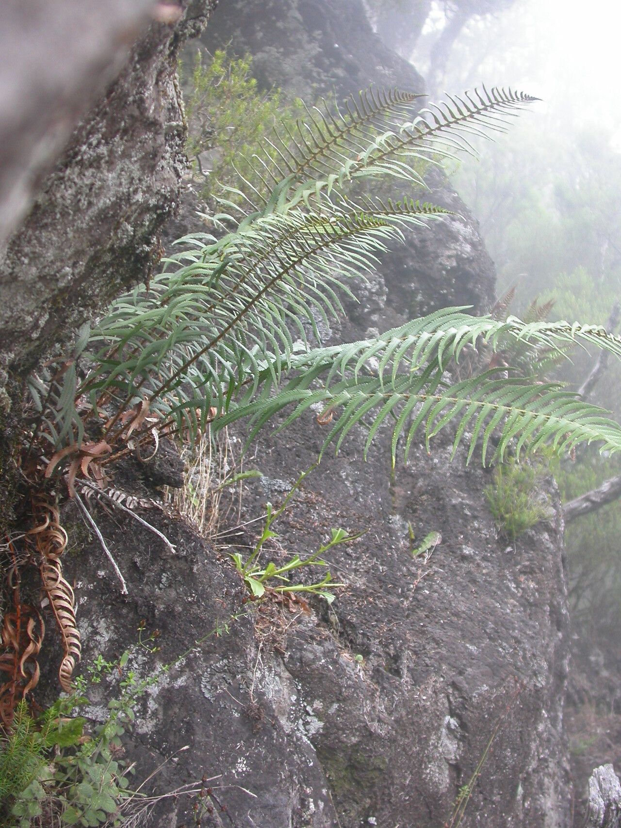 Polystichum falcinellum leaf