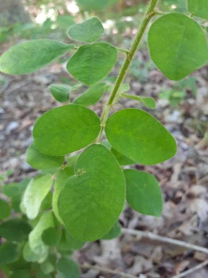 Lespedeza hirta leaf