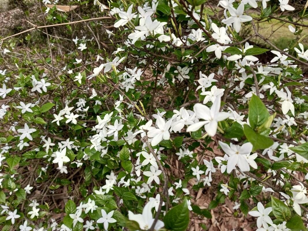 Coffea wightiana habit