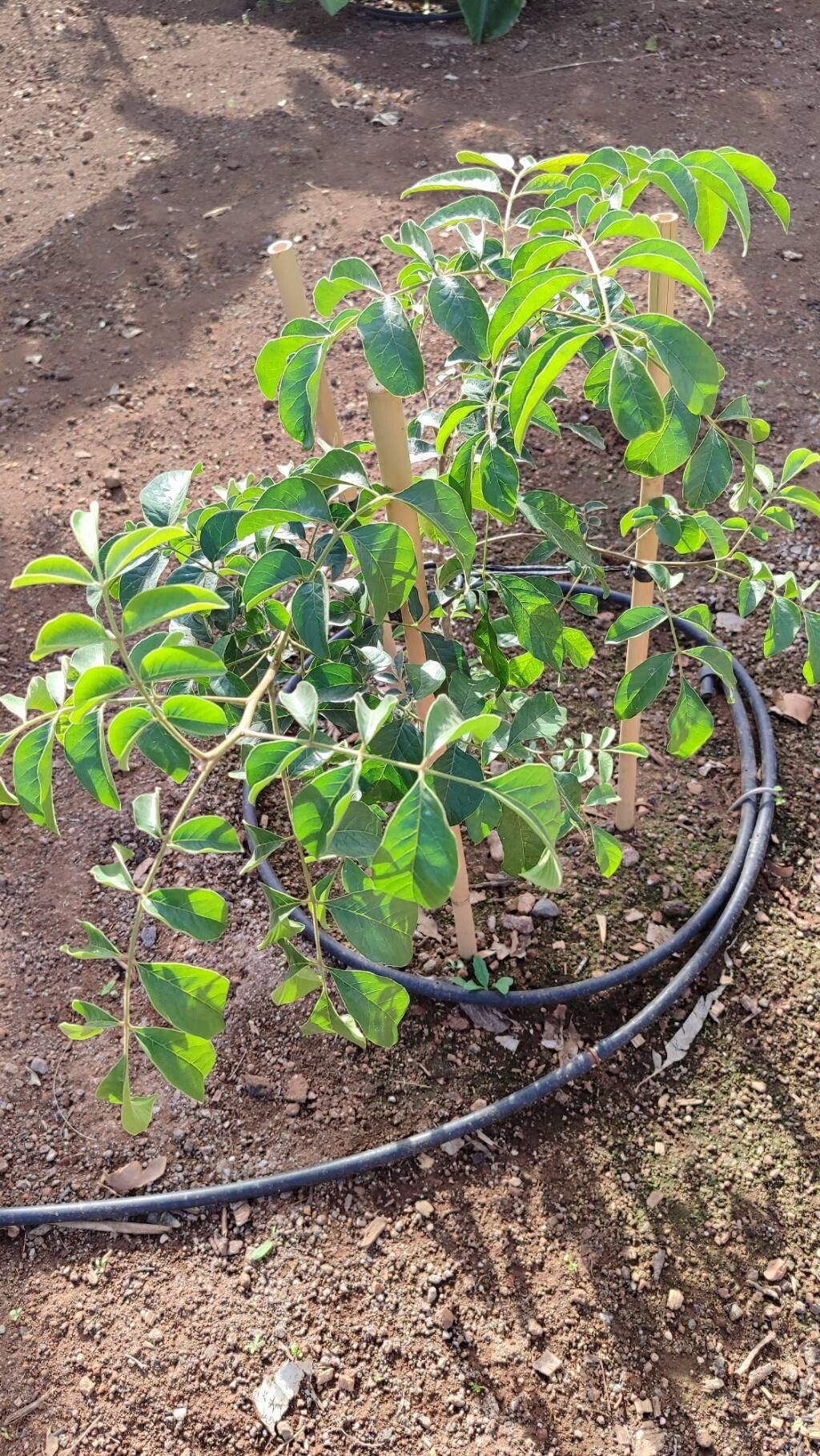 Canarium oleosum habit