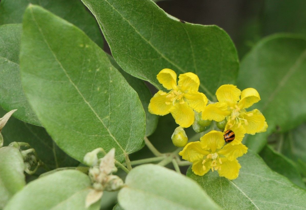 Stigmaphyllon discolor — related species from the same genus