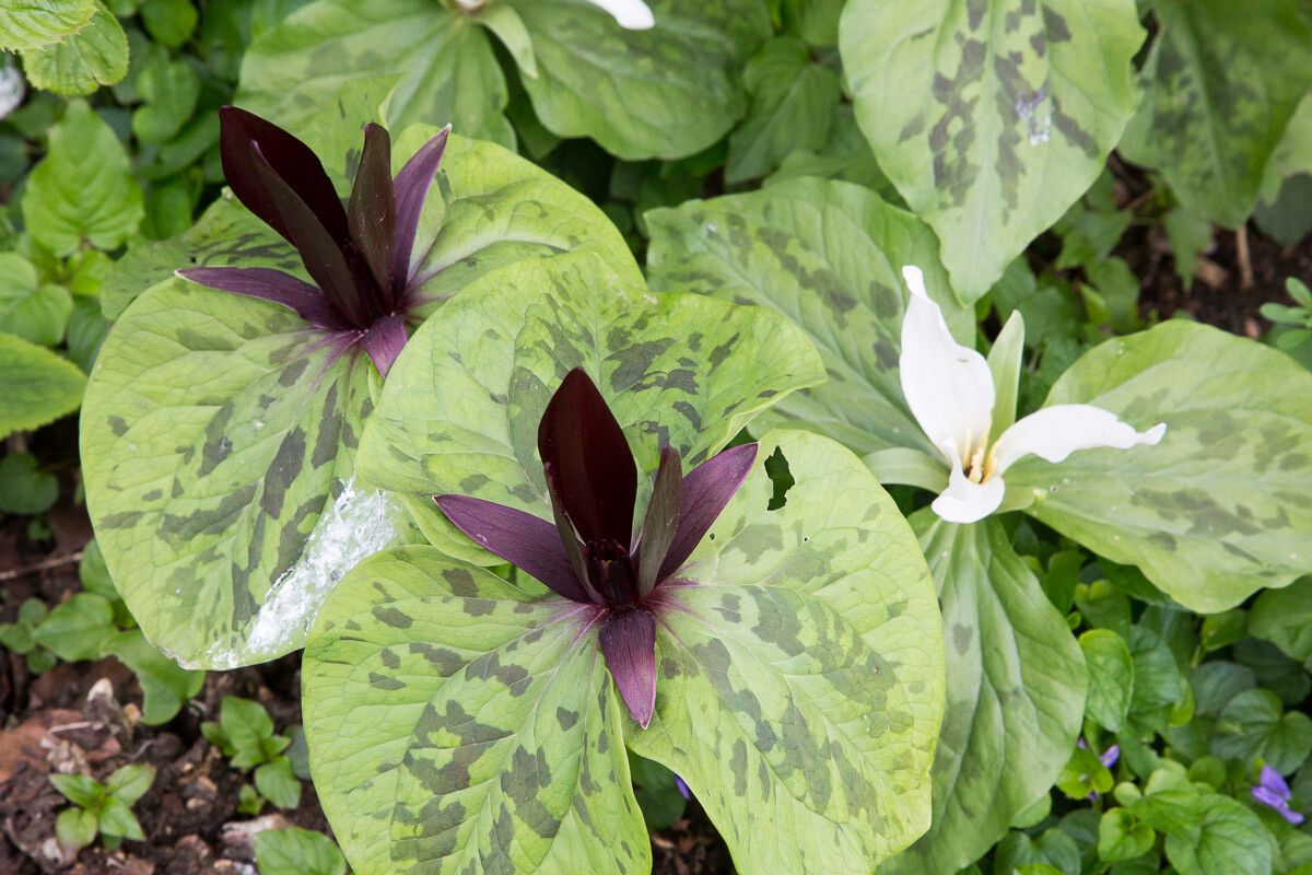 Trillium chloropetalum flower