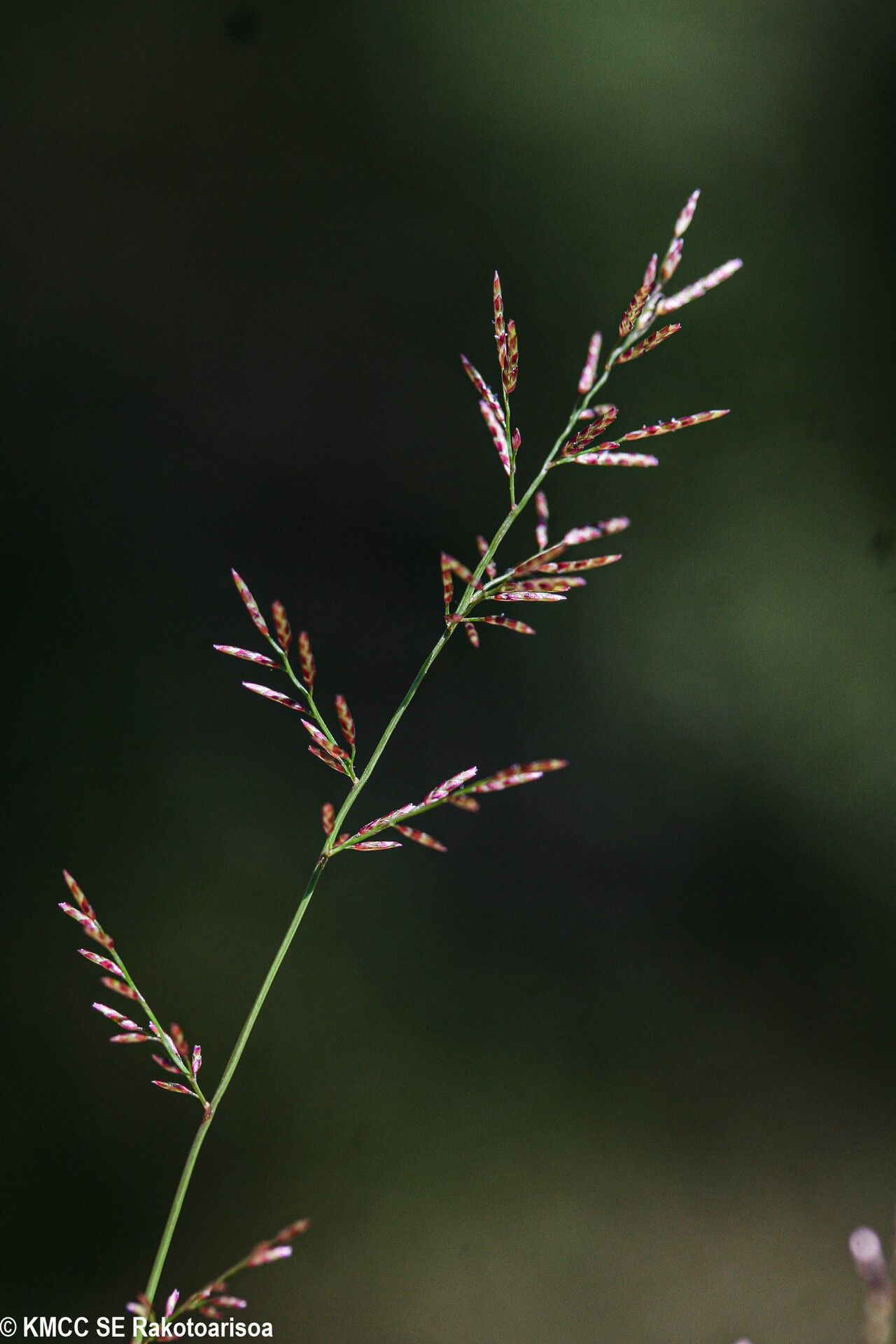 Eragrostis capuronii — search result for 'Eragrostis'