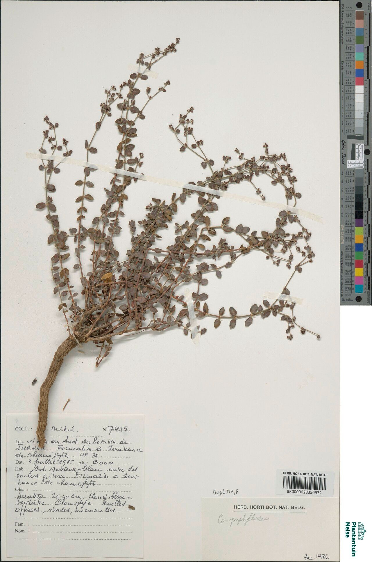 Combretum towaense — houseplant care guide