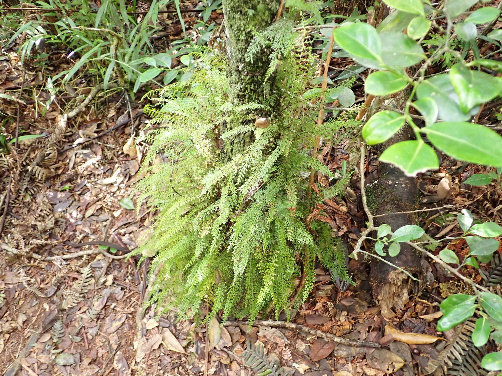 Odontosoria goudotiana habit