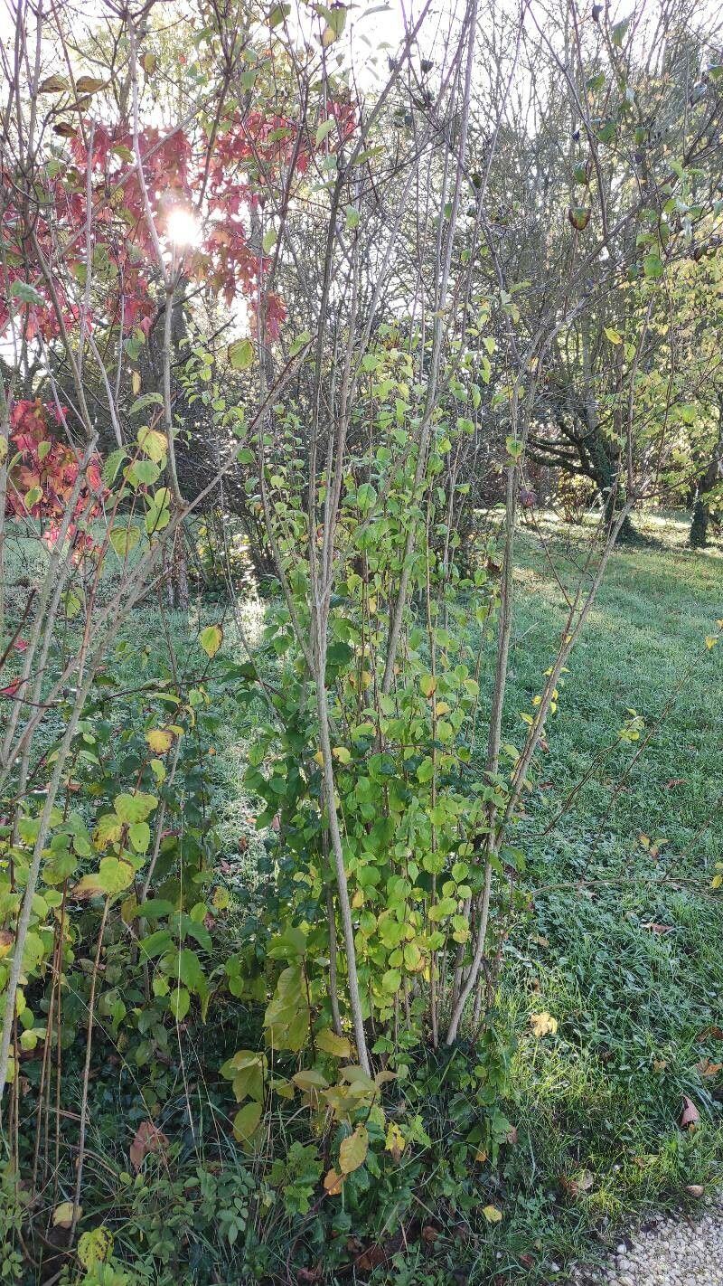 Philadelphus inodorus habit