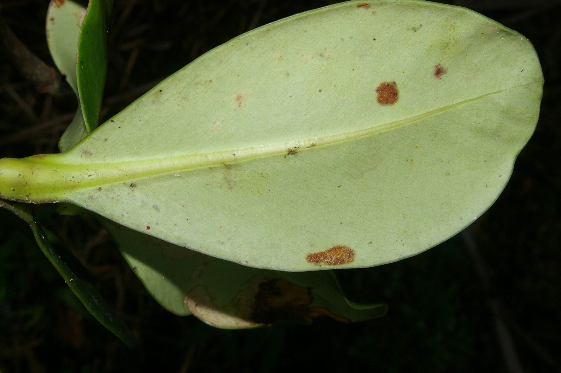 Clusia salvinii leaf
