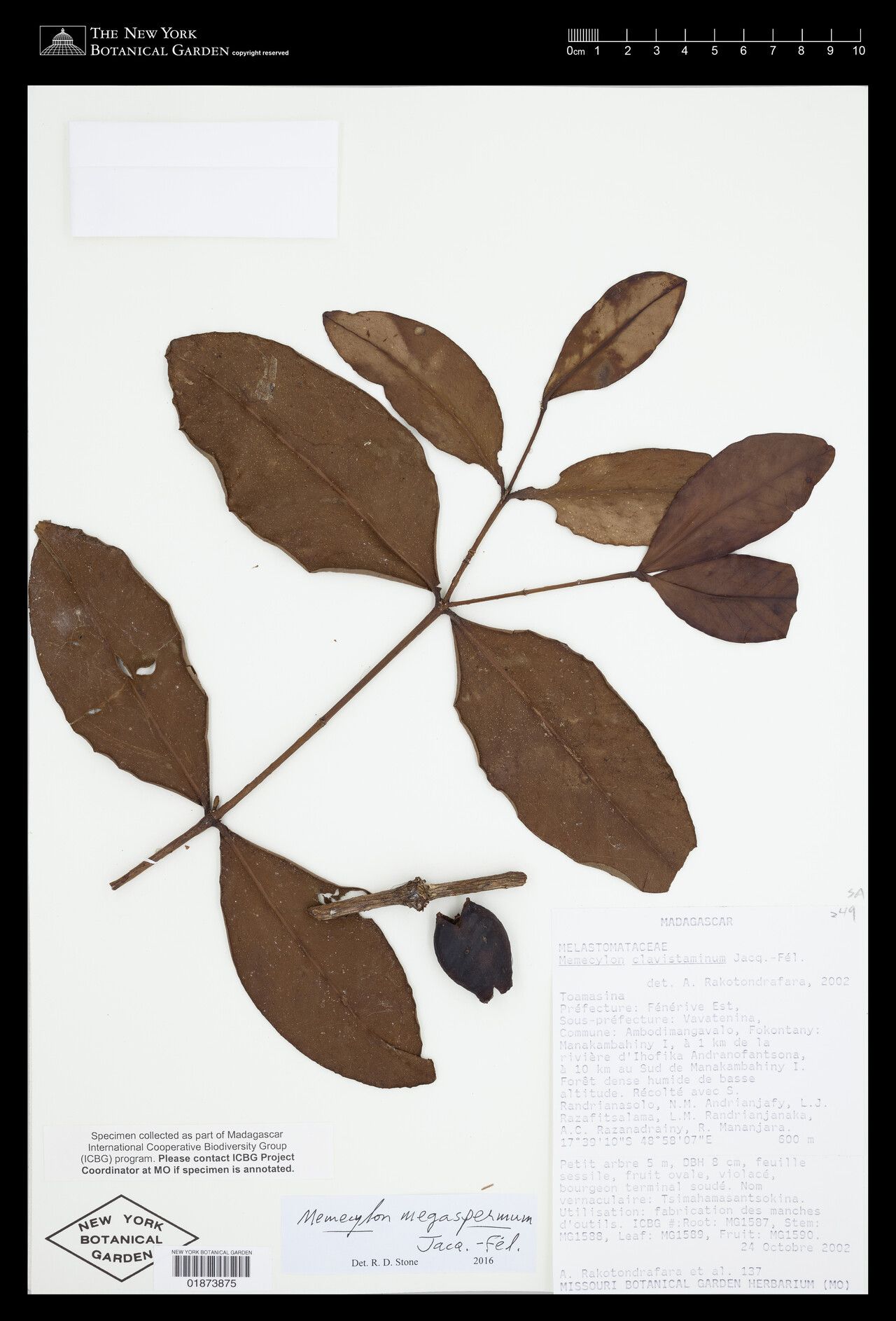 Memecylon megaspermum — houseplant care guide