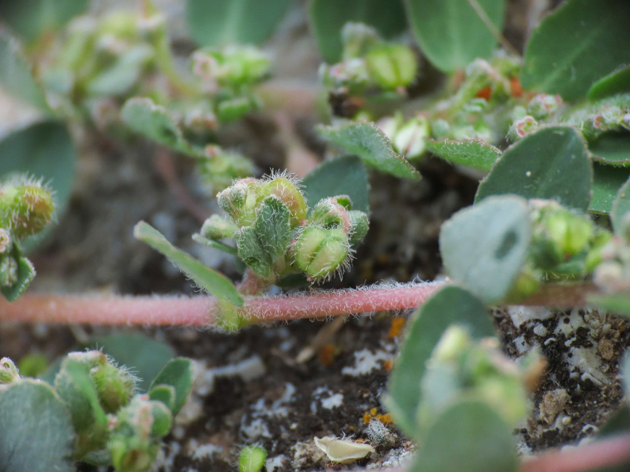 Chamaesyce prostrata fruit