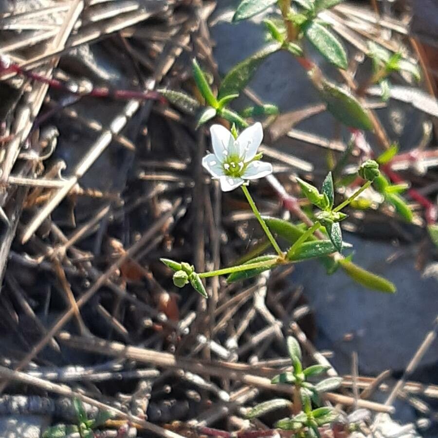 Arenaria provincialis flower