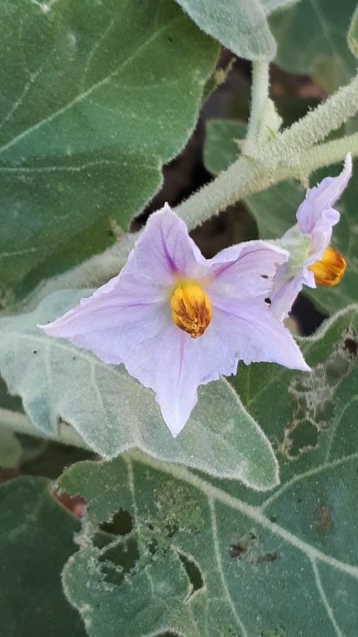 Solanum incanum flower