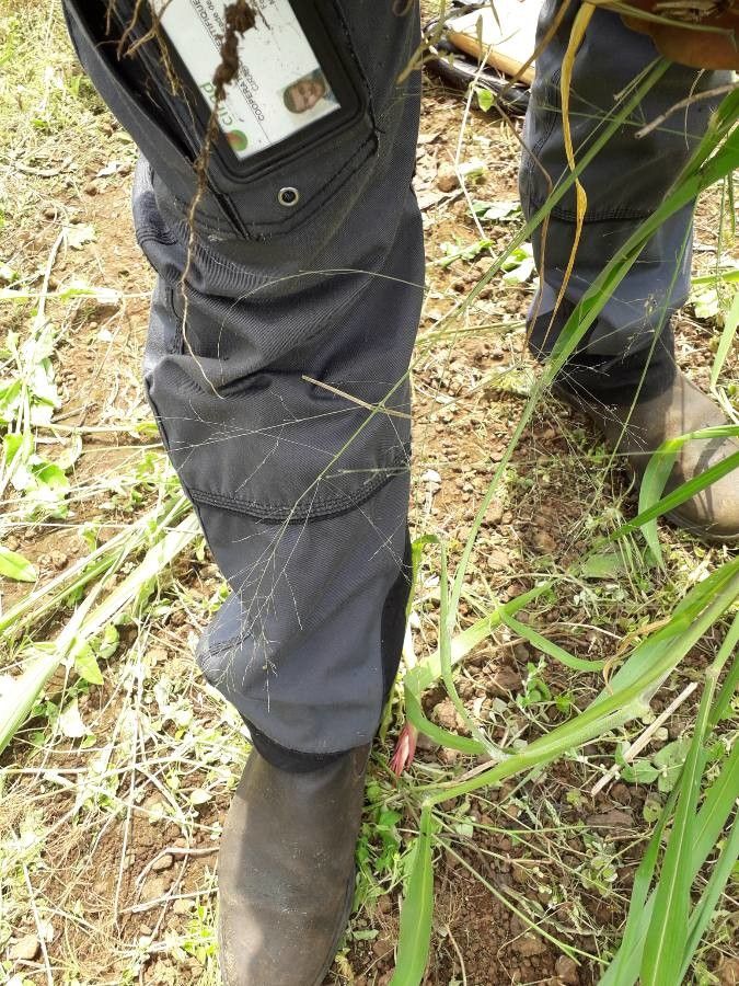 Steinchisma laxum — houseplant care guide