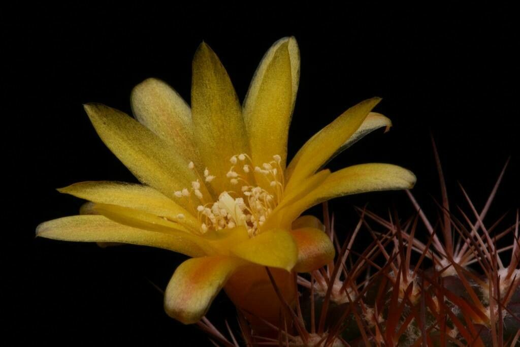 Weingartia pucarensis flower