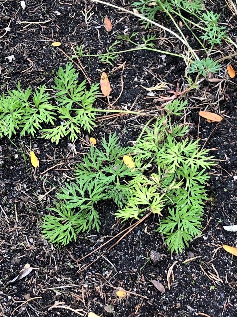 Anemone pratensis — search result for 'Denmark'