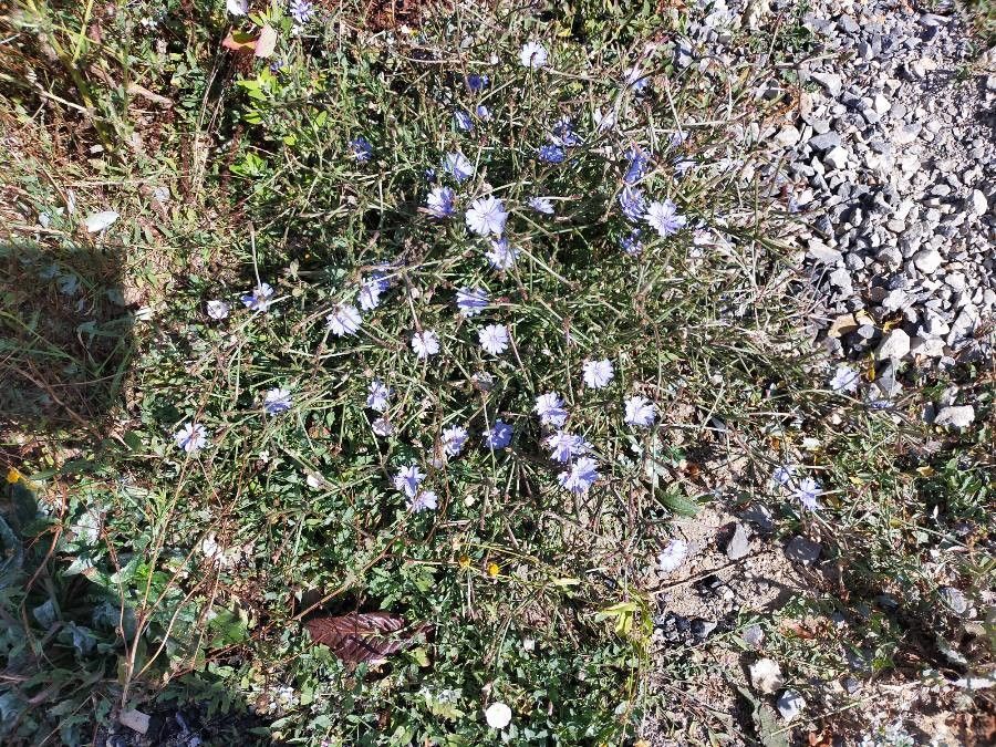 Cichorium spinosum habit