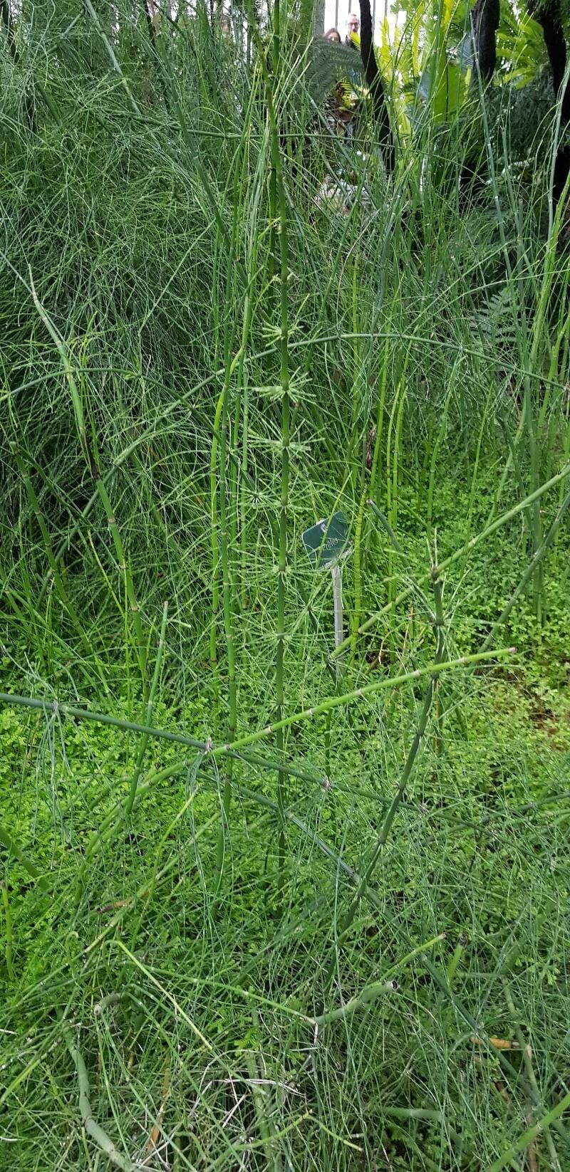 Equisetum × schaffneri habit