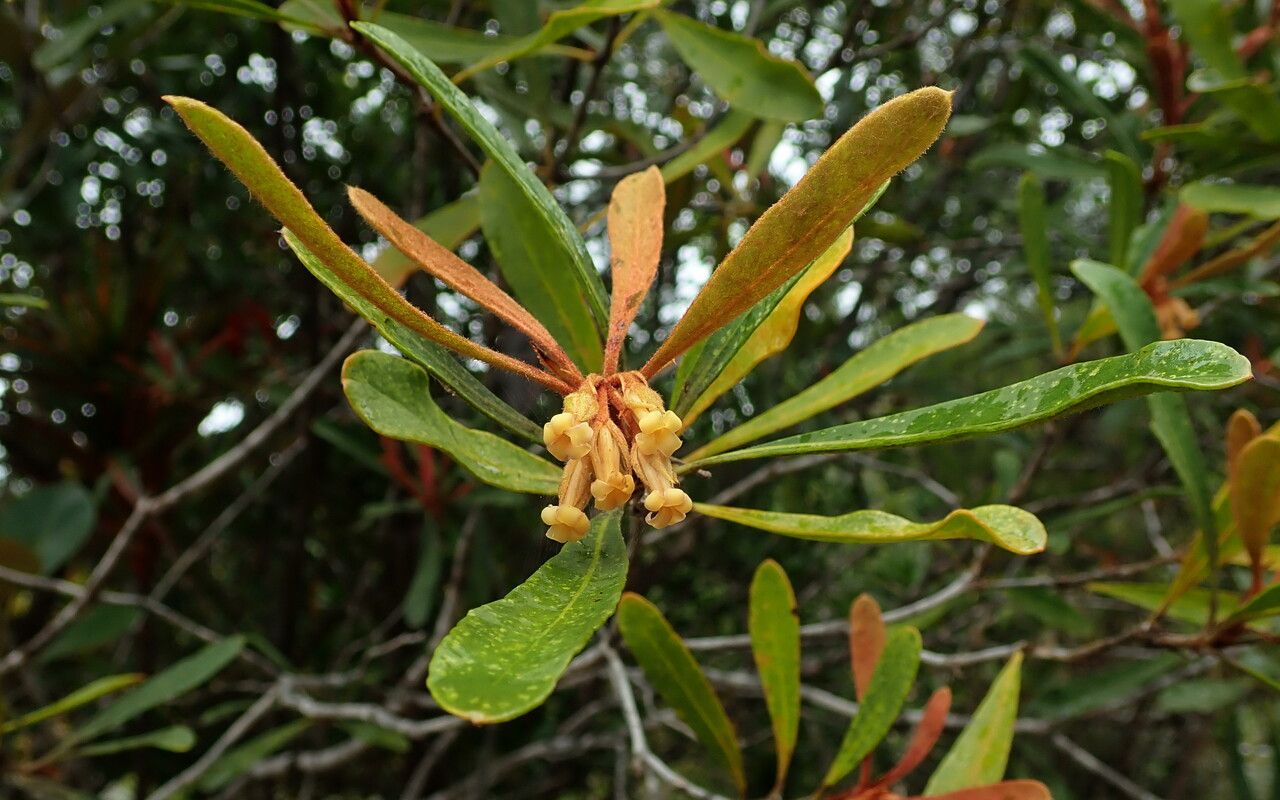 Pittosporum deplanchei flower