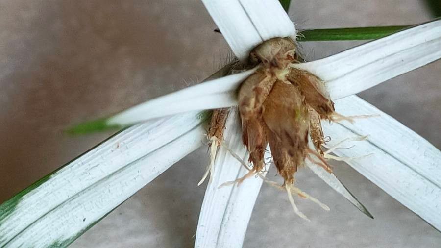 Rhynchospora colorata fruit