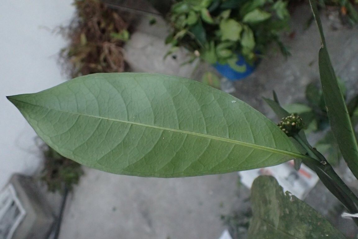 Psychotria wieringae — houseplant care guide