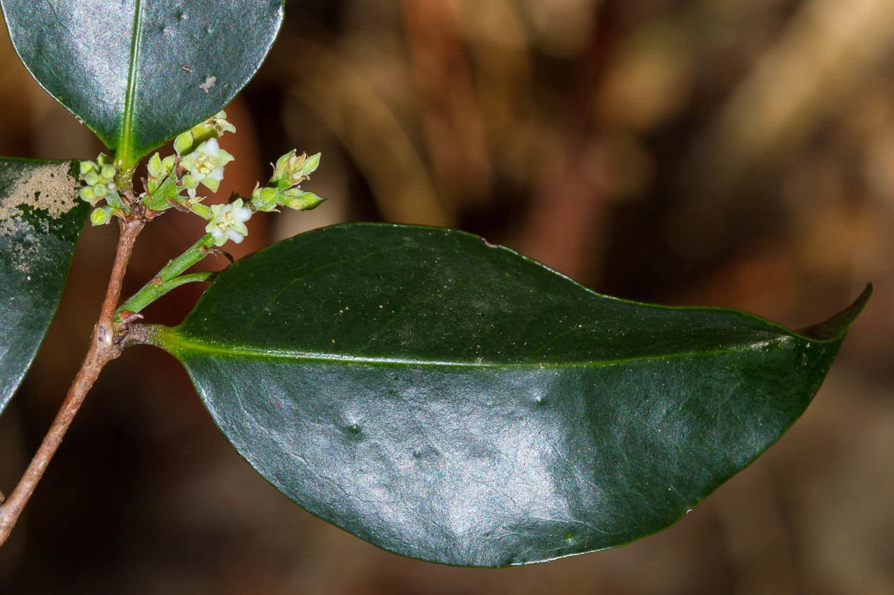 Hunga mackeeana — search result for 'Chrysobalanaceae'