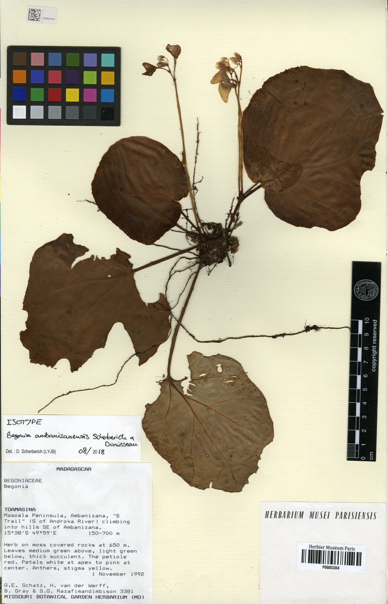 Begonia ambanizanensis — houseplant care guide