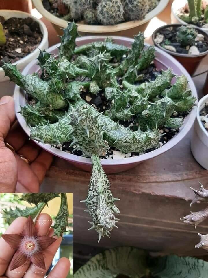 Duvalia sulcata — houseplant care guide