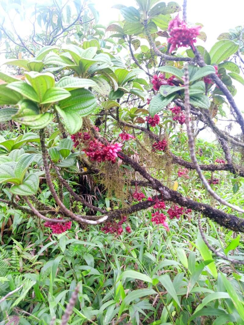 Miconia leblondii habit