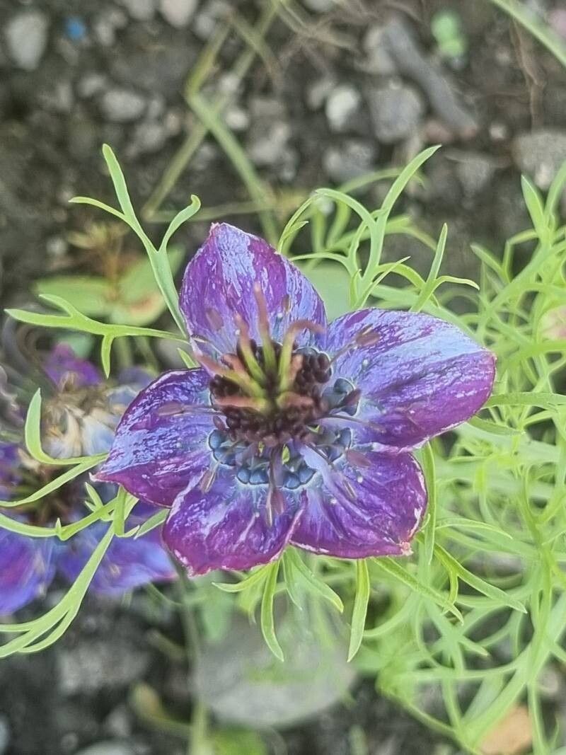 Nigella papillosa flower