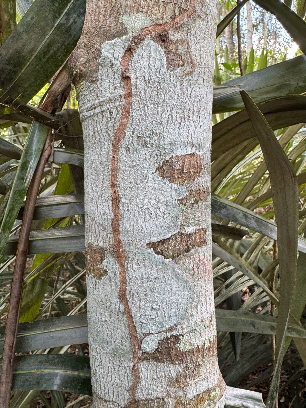 Cupania emarginata bark