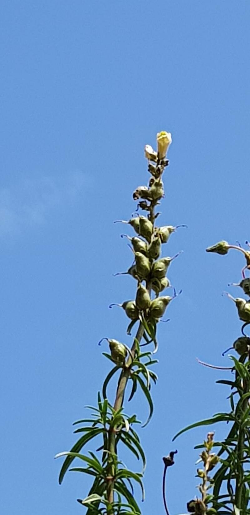 Antirrhinum siculum fruit