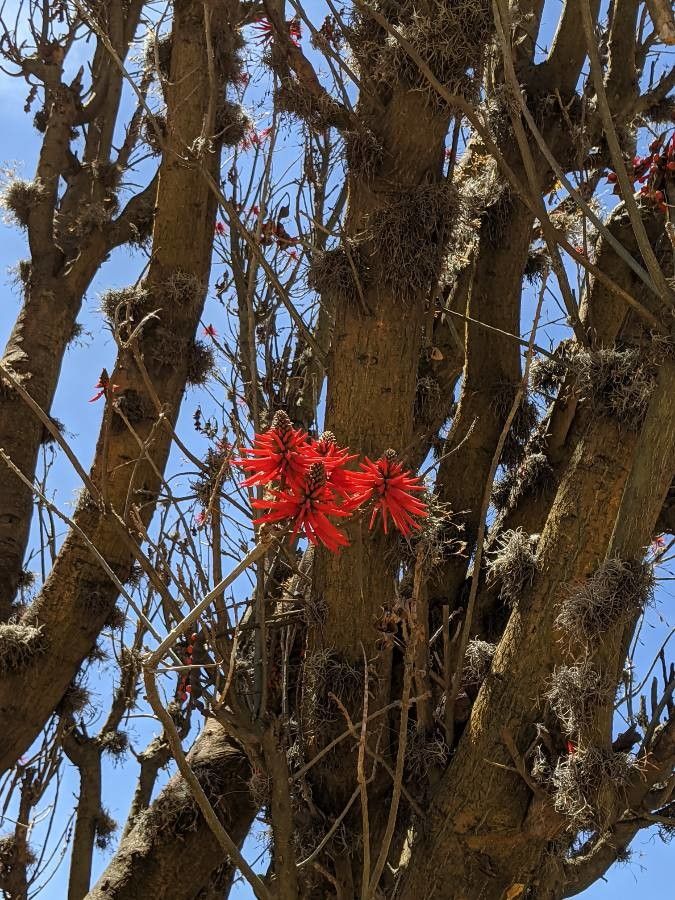 Erythrina lysistemon flower