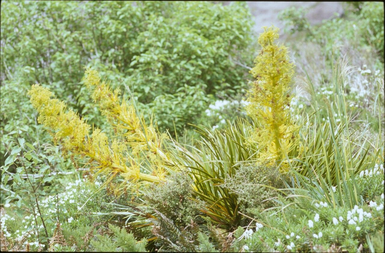 Aciphylla horrida — related species from the same genus