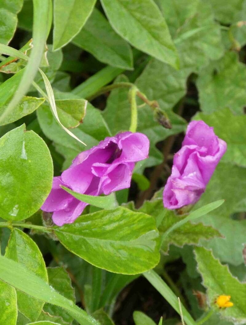 Cologania obovata flower