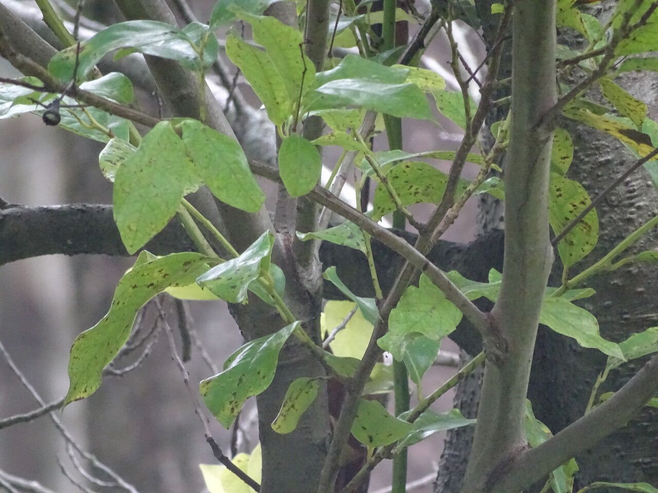 Ocotea foetens — search result for 'Lauraceae'