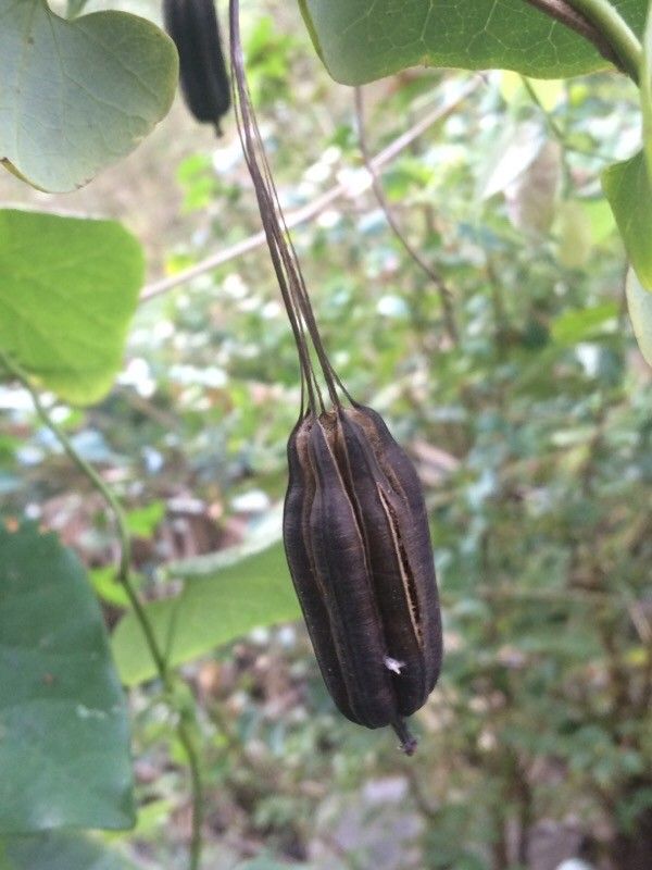 Aristolochia elegans fruit