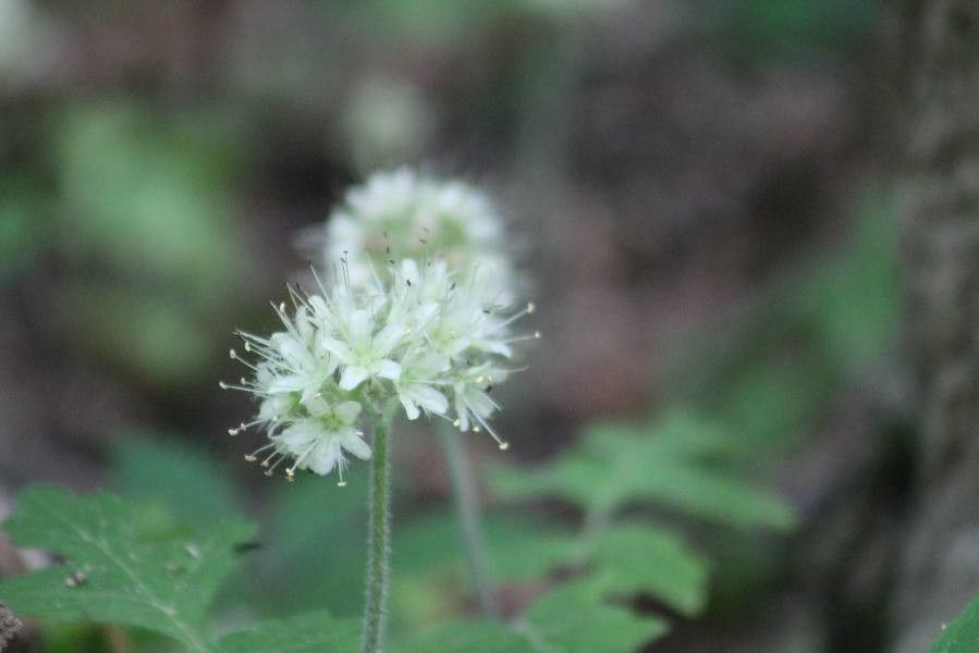 Hydrophyllum occidentale — search result for 'Hydrophyllum'