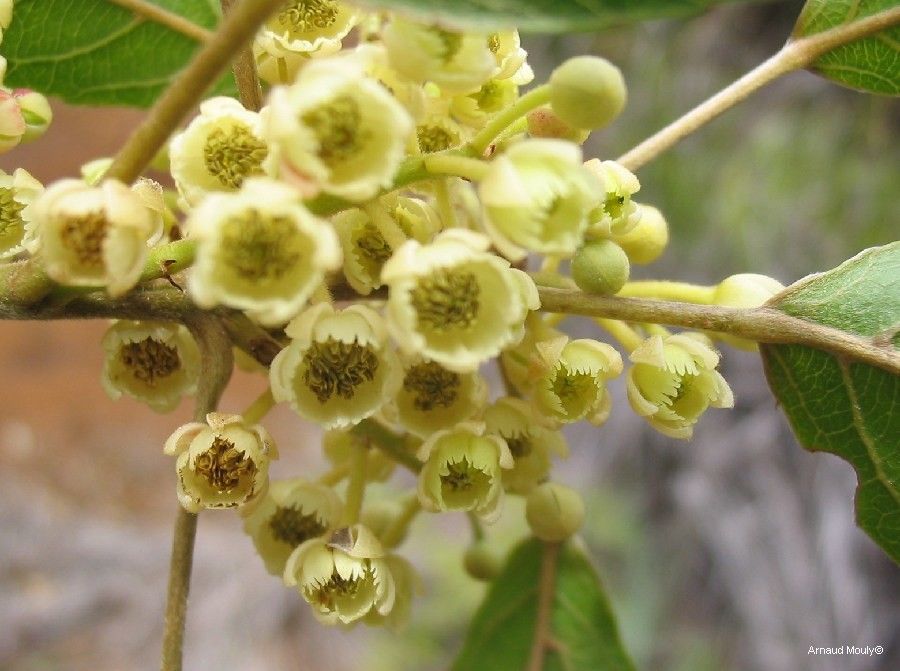 Elaeocarpus tremulus flower