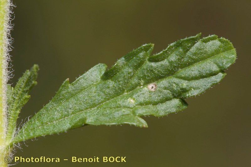 Sideritis littoralis leaf
