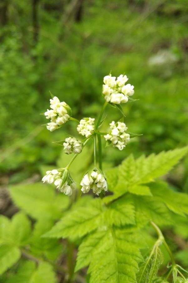 Osmorhiza claytonii flower