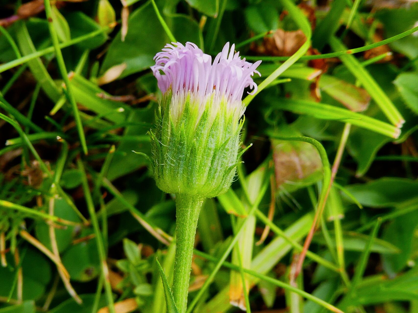 Erigeron glabratus flower