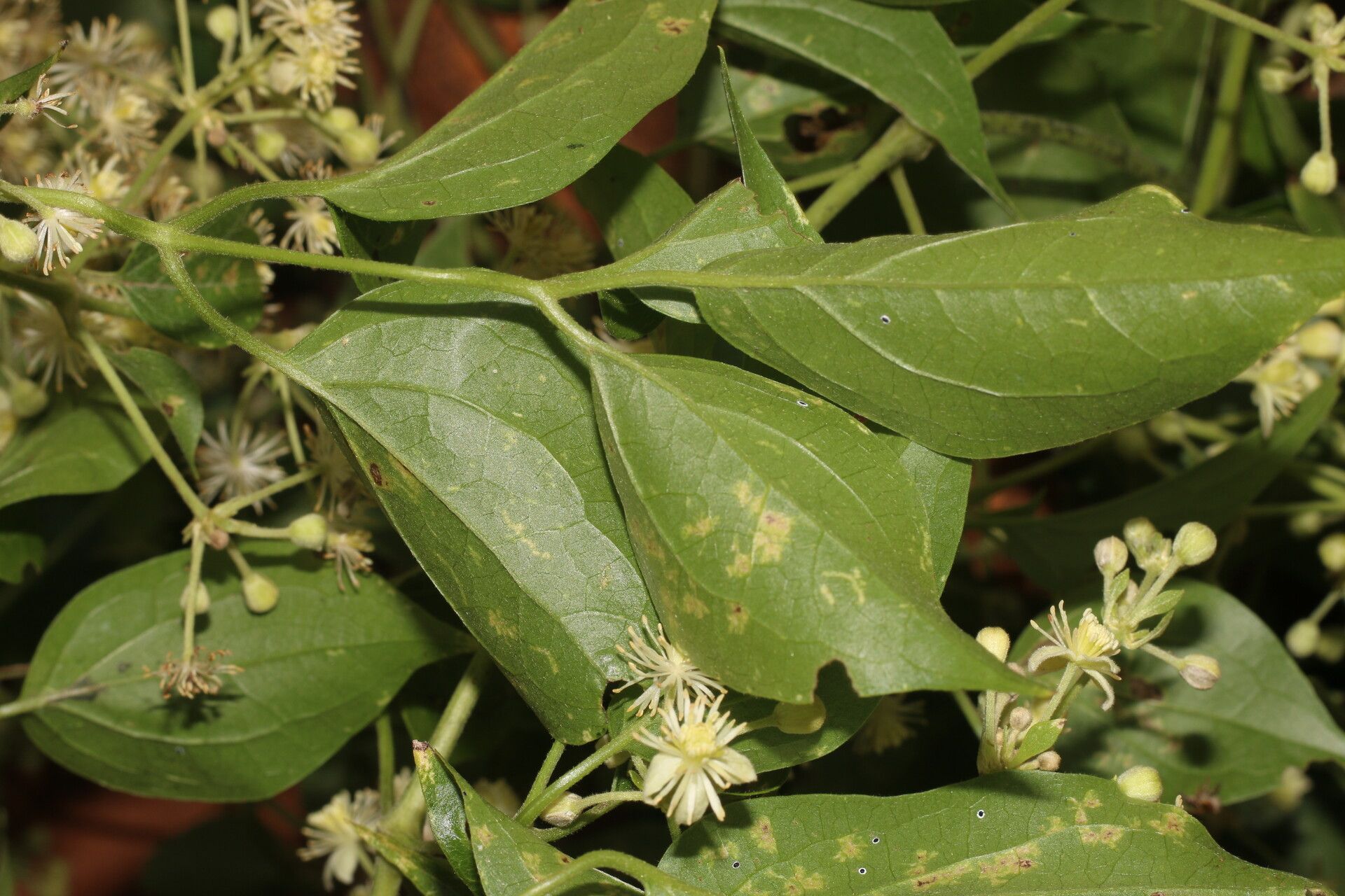 Clematis acapulcensis leaf