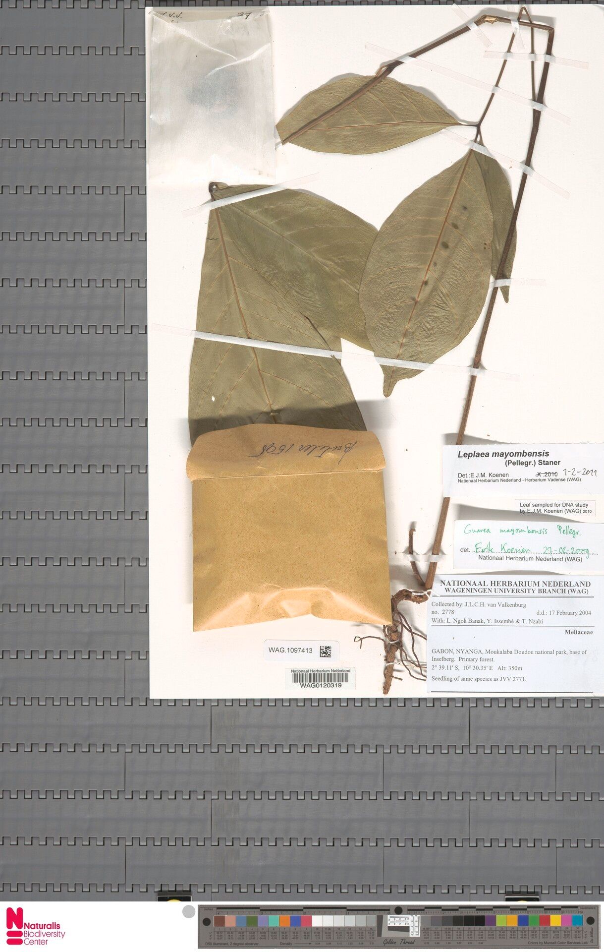 Leplaea mayombensis — related species from the same genus