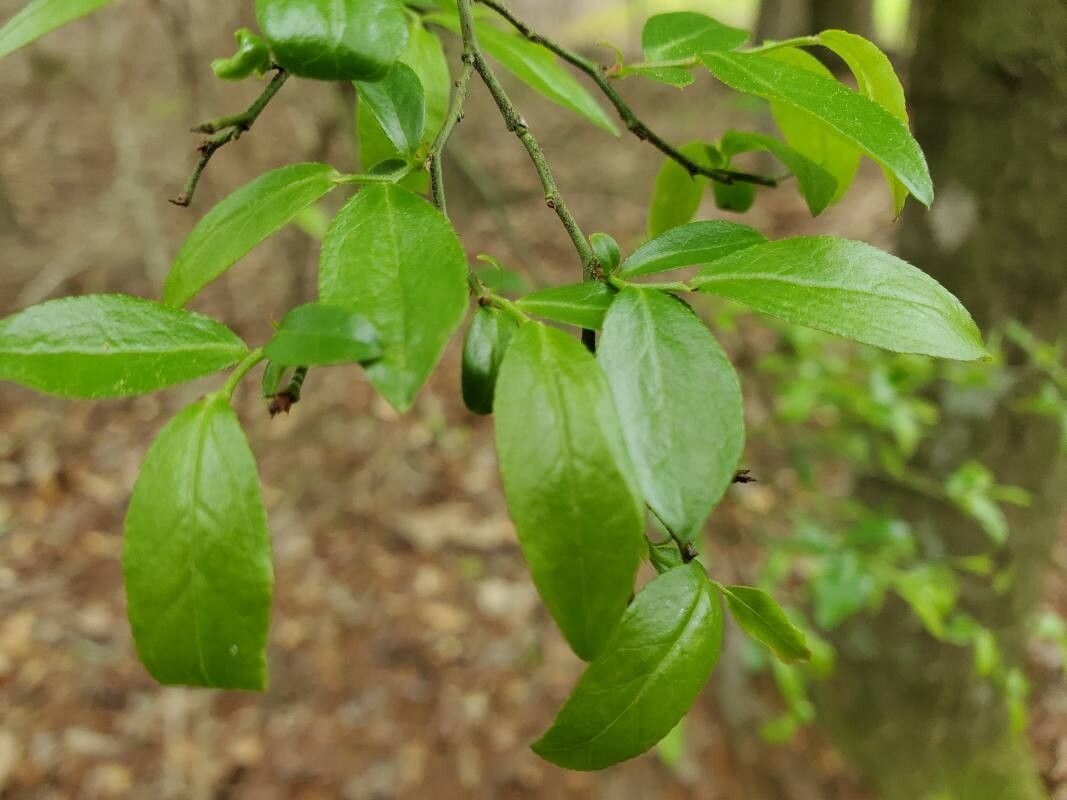 Vaccinium elliottii — search result for 'Vaccinium'