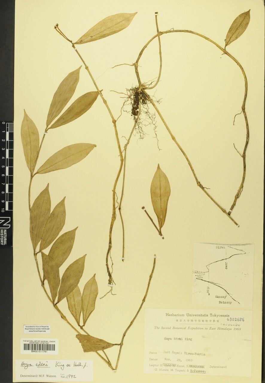 Hoya edeni — search result for 'Hoya'