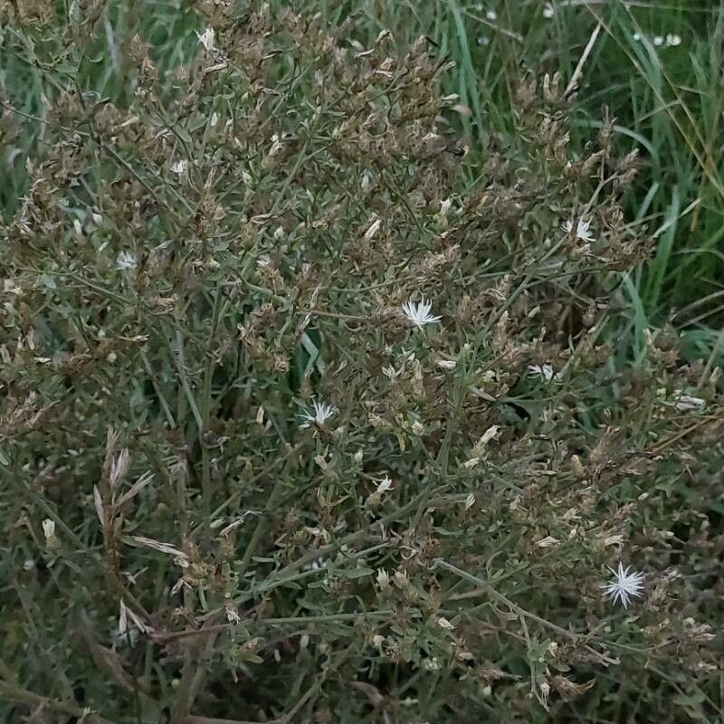Centaurea diffusa fruit