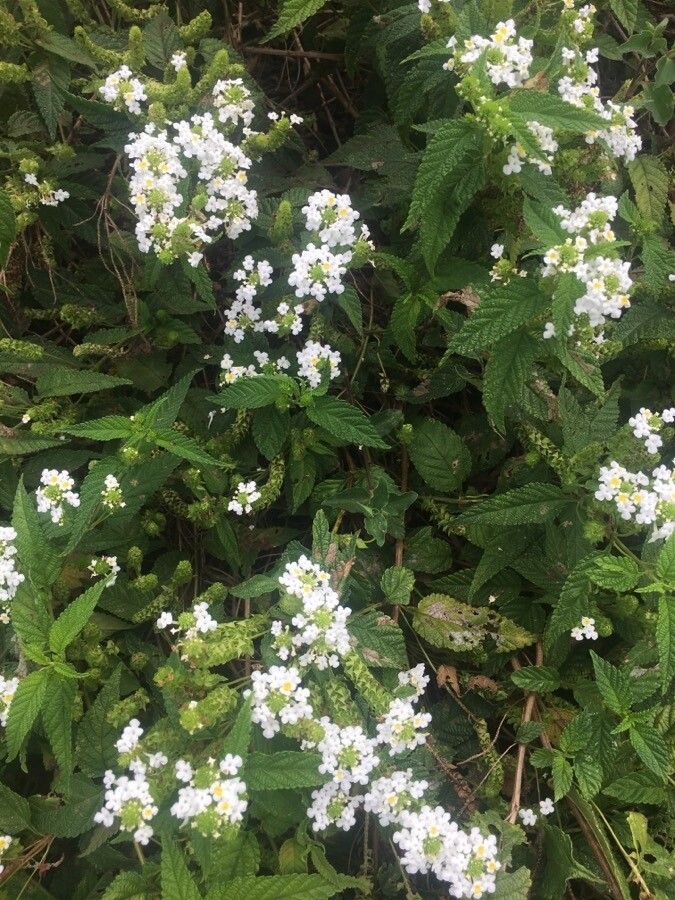 Lantana undulata flower