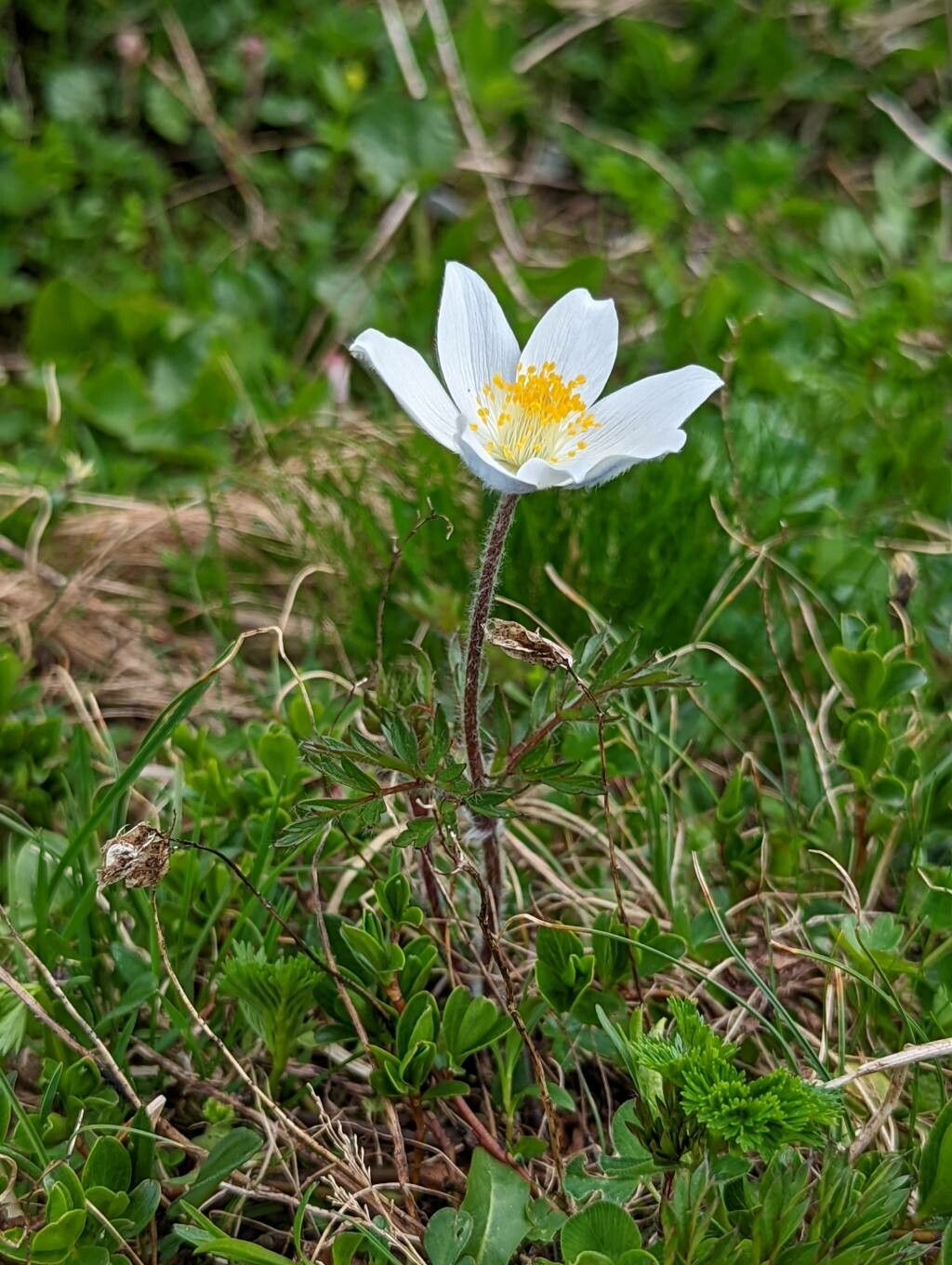 Pulsatilla scherfelii flower