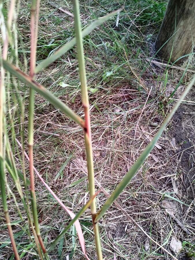 Andropogon bicornis leaf