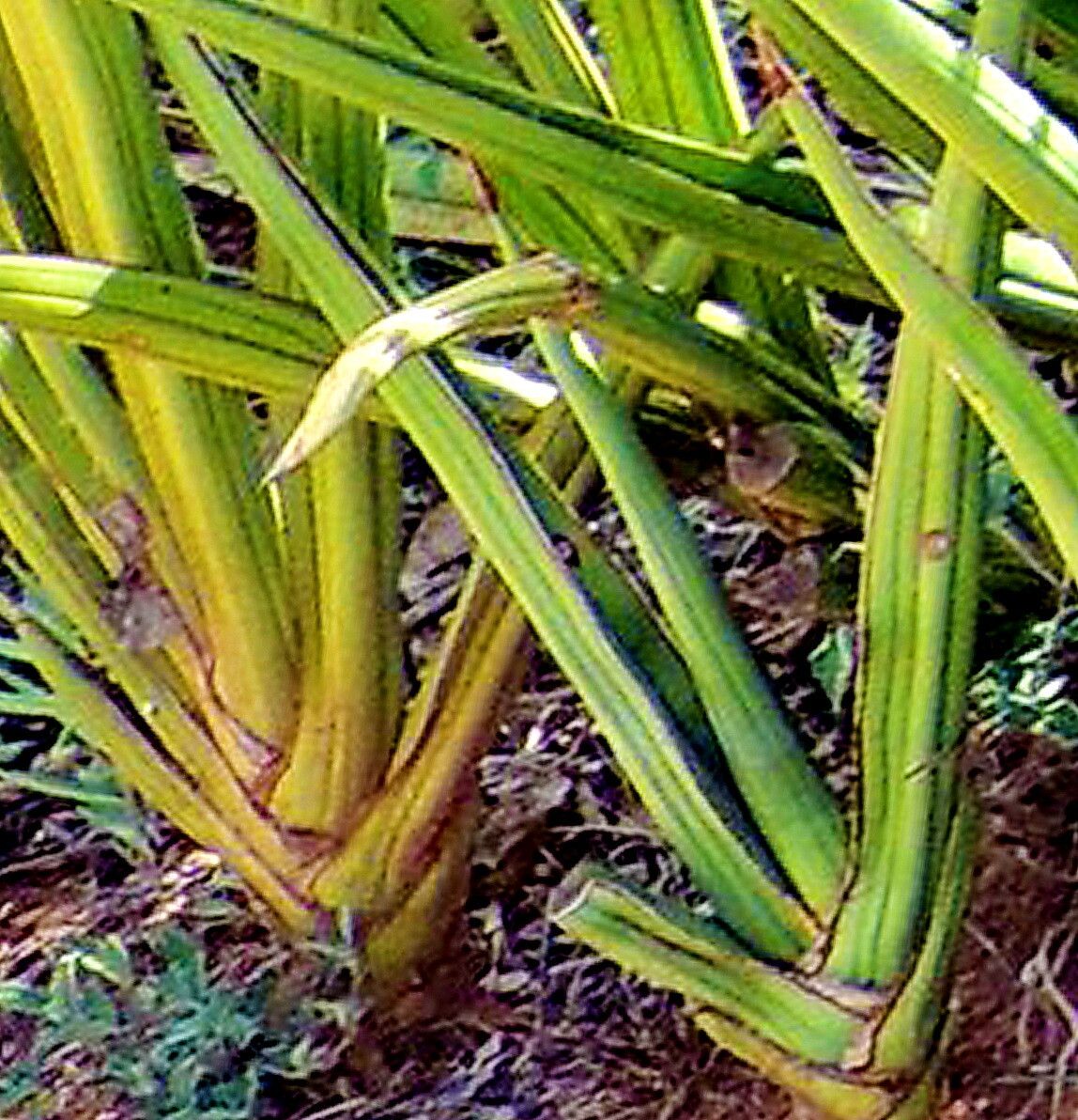 Dracaena perrotii — search result for 'Dracaena'