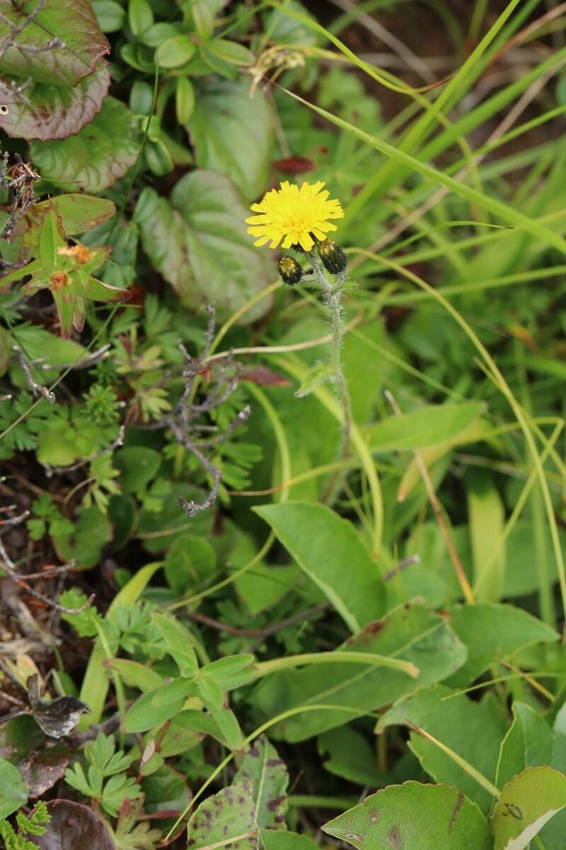 Hieracium japonicum — houseplant care guide